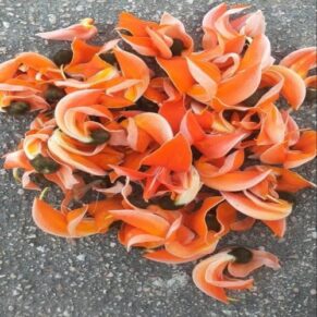 Kesuda Phool Churna | Palash flower Powder 1Kg Pack